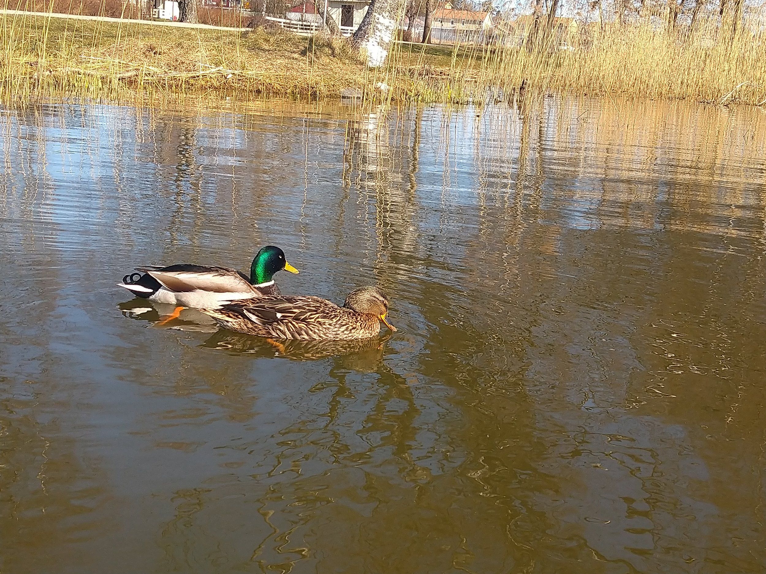 DSC_0118.JPG