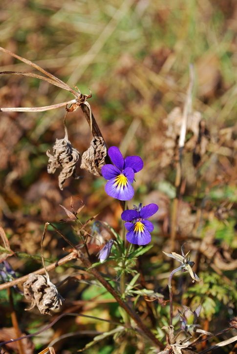 DSC_0210_resize.JPG ht=725