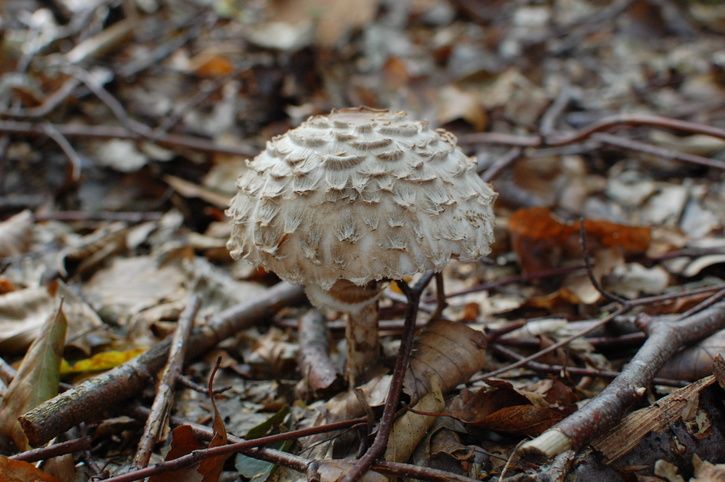 DSC_0261.JPG