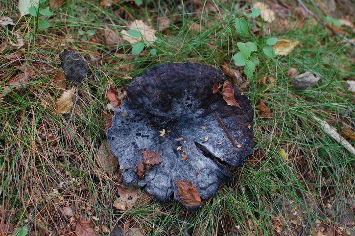 DSC_0270.JPG