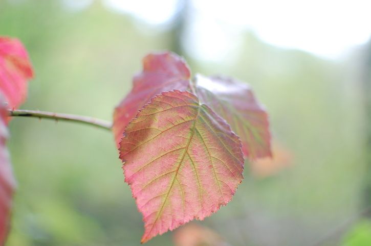 DSC_0286.JPG