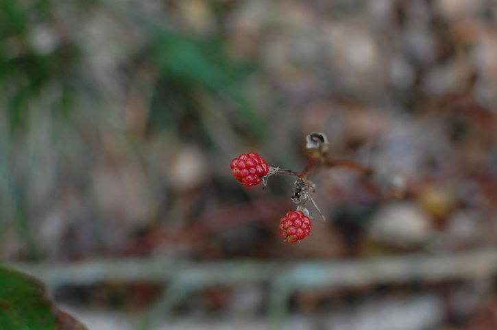 DSC_0297.JPG