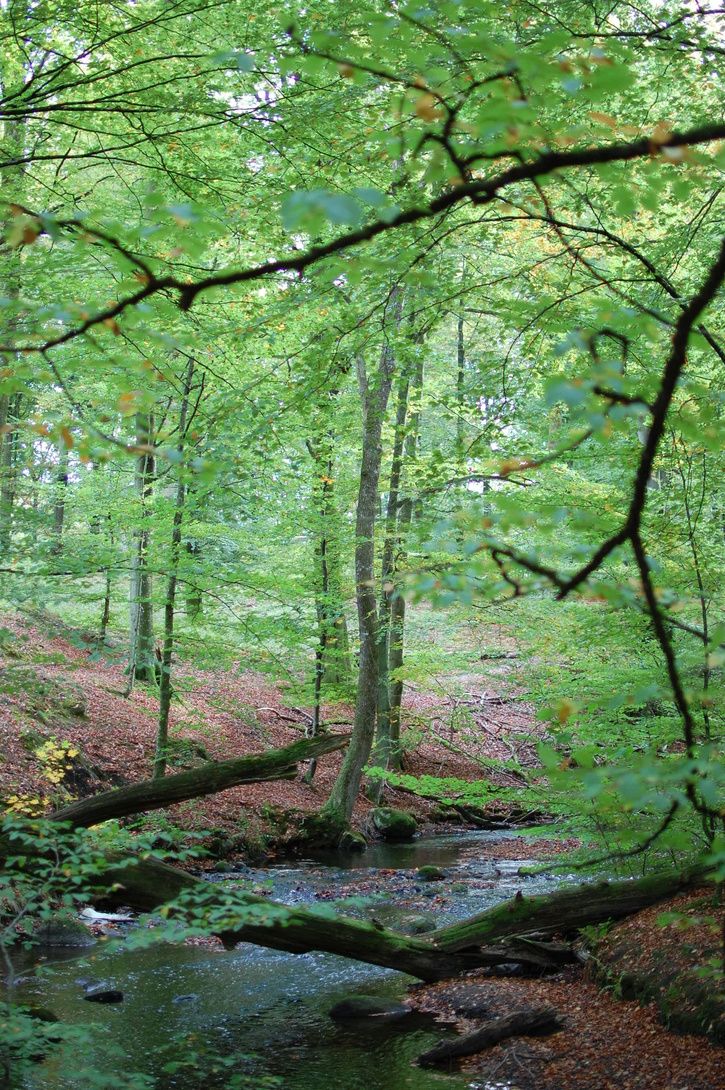 DSC_0413.JPG