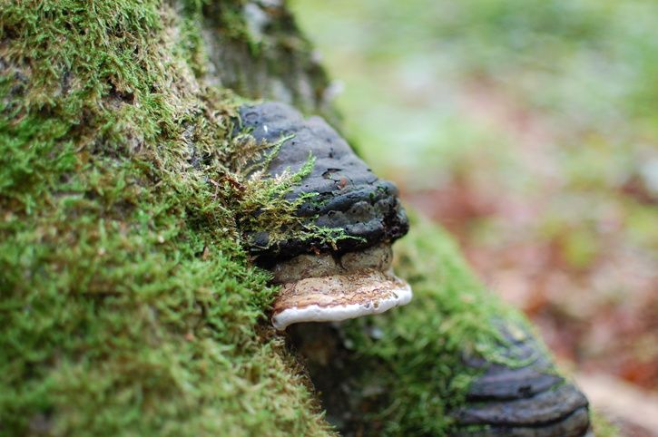DSC_0422.JPG