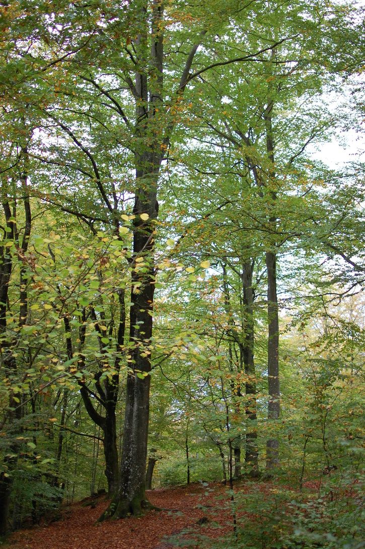 DSC_0423.JPG