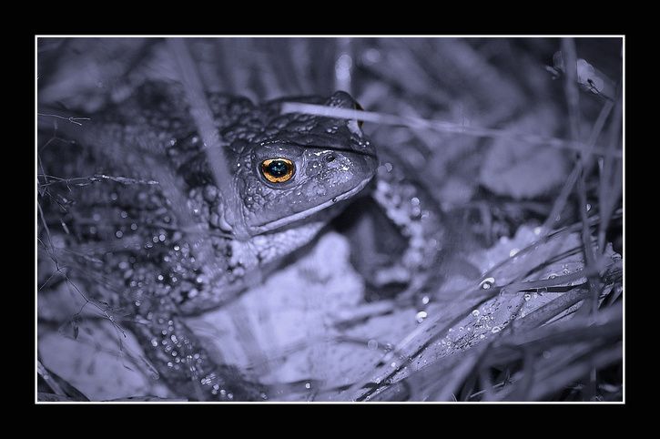 DSC_0460_1.jpg ht=482