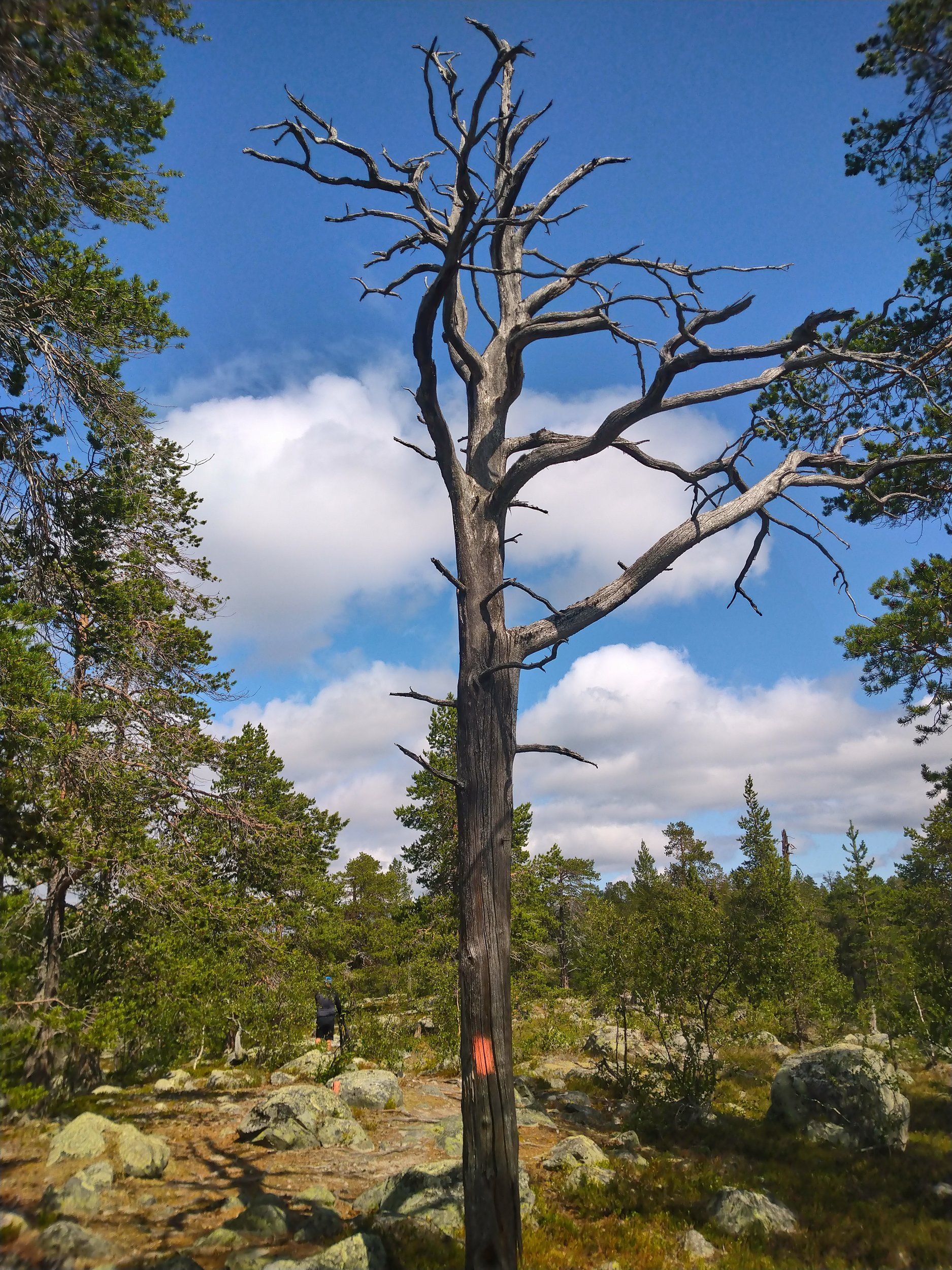 DSC_0726.JPG