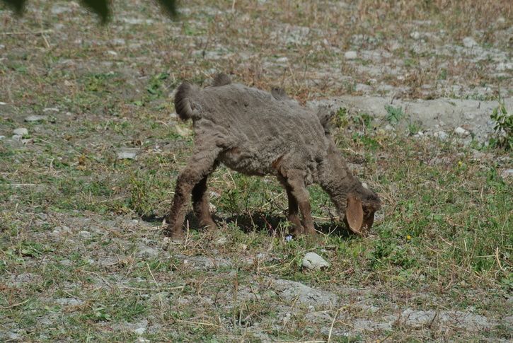 DSC_1446.JPG