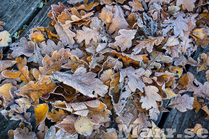 DSC_1747.jpg