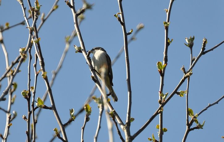 DSC_1775.1.jpg