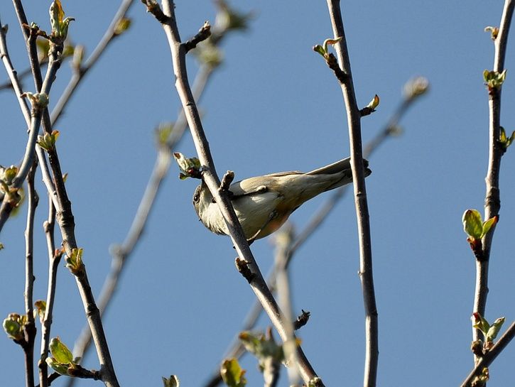 DSC_1776.1.jpg