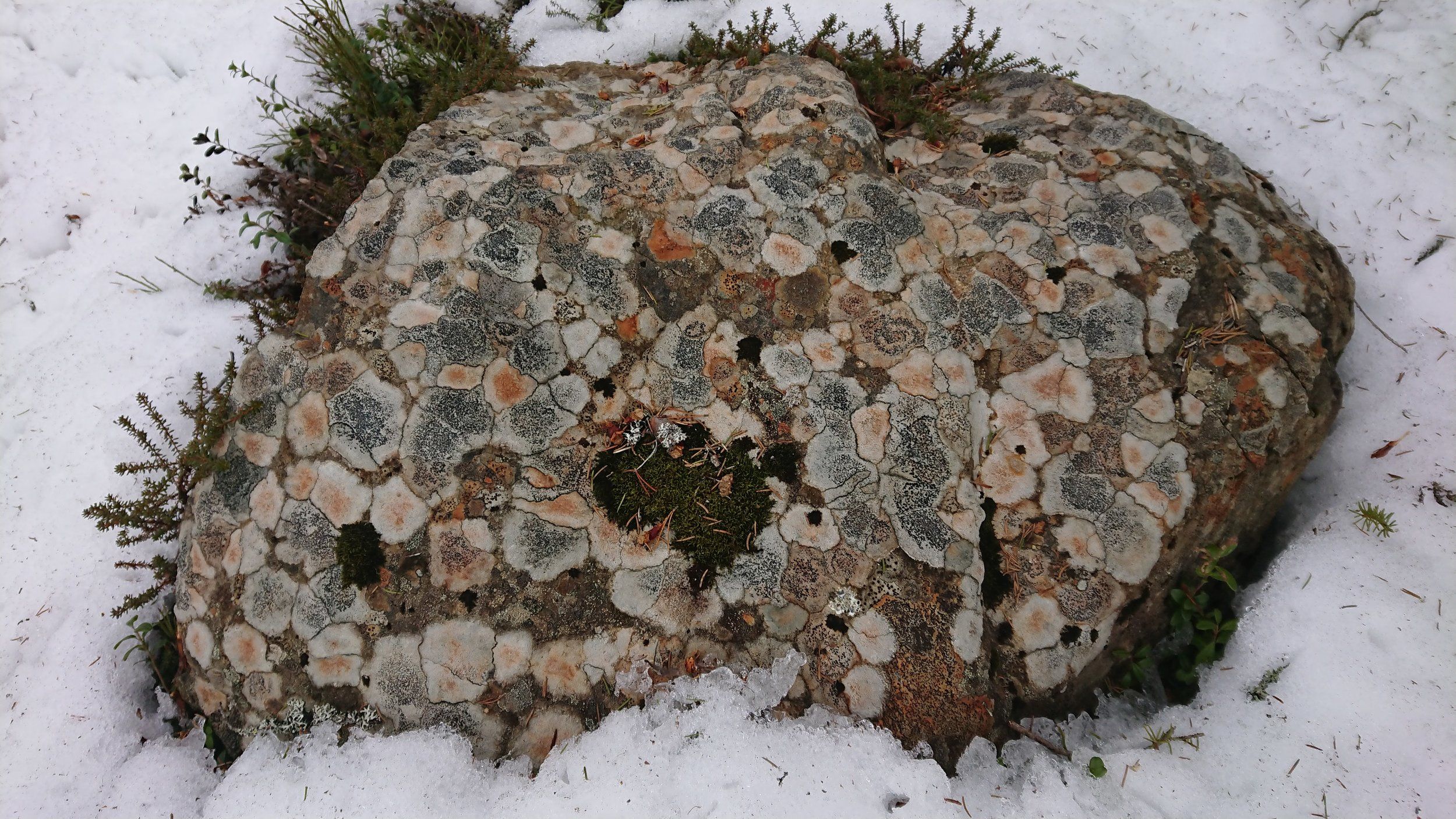 DSC_2506.JPG