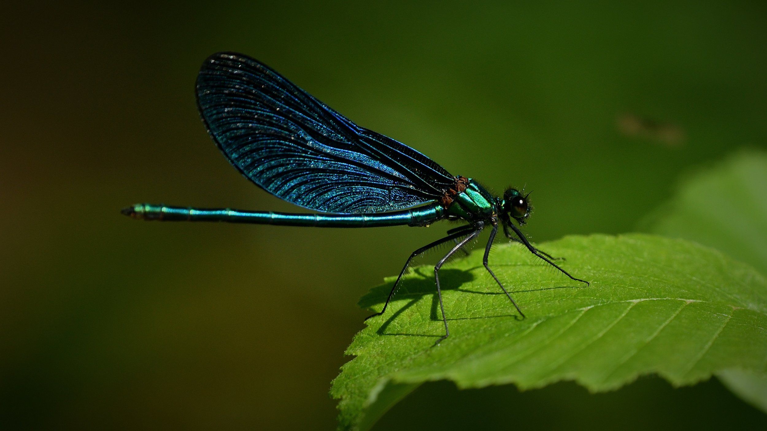 DSC_3110.JPG