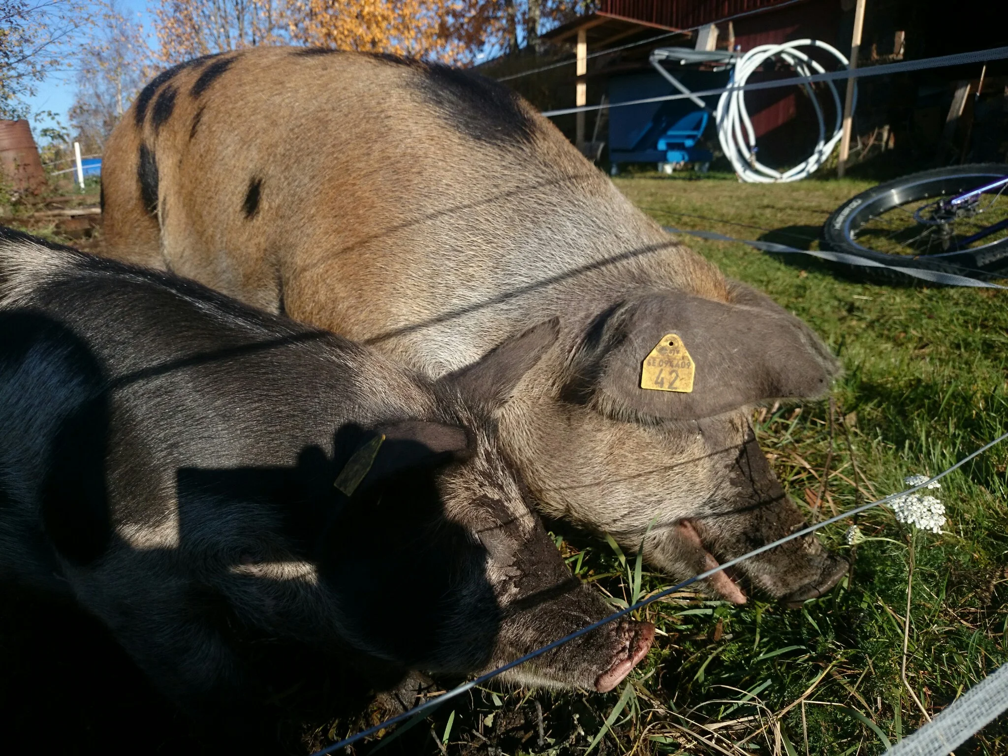 DSC_3212.webp