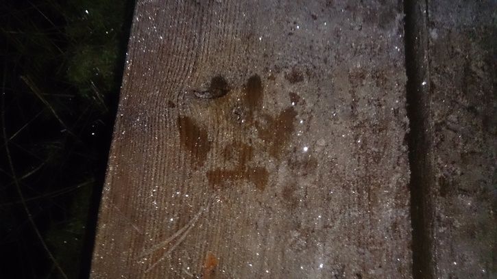 DSC_4441.JPG