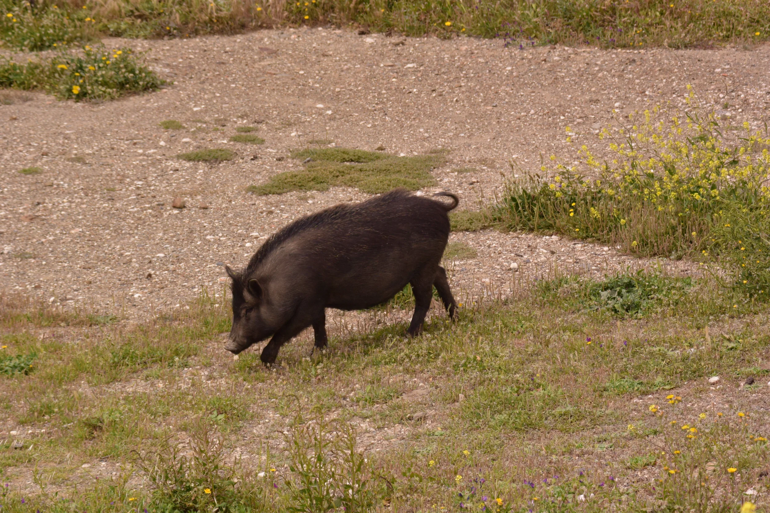 DSC_6233.webp