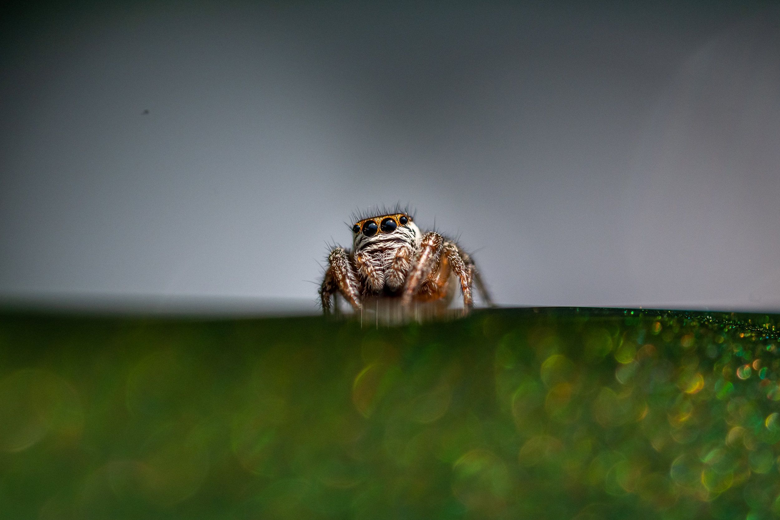 DSC_6441.jpg