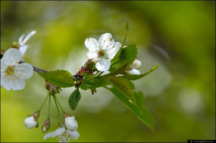 DSC_6499.JPG