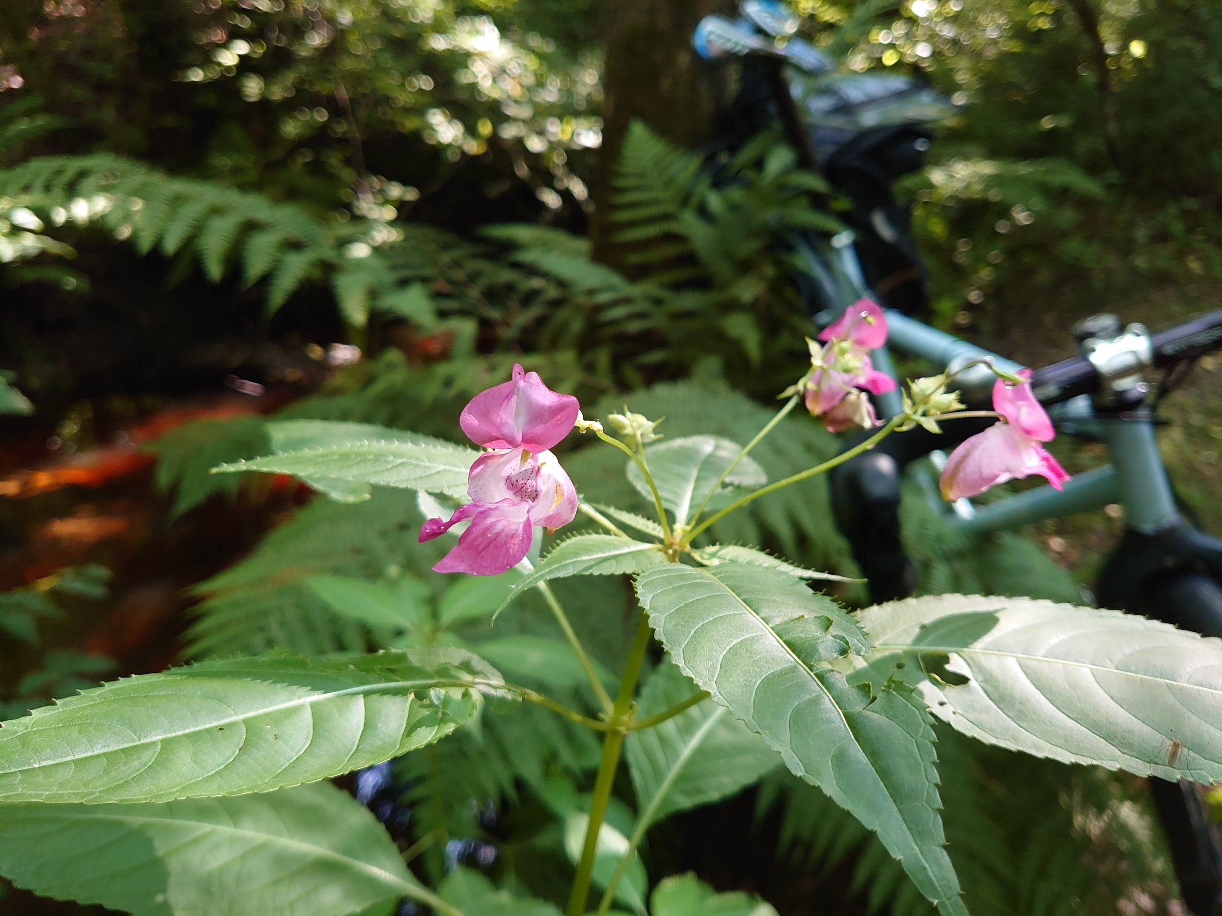 DSC_6723.JPG
