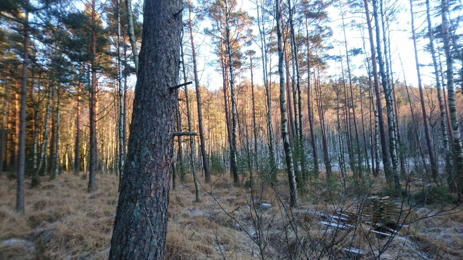 DSC_7998.jpg