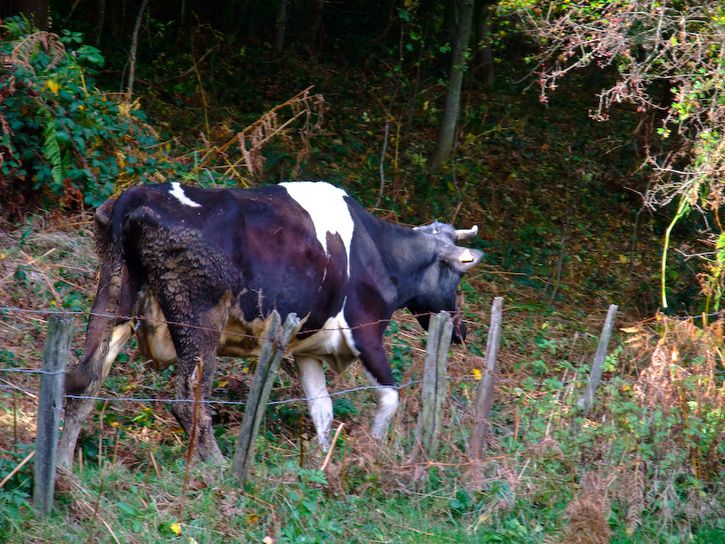 DSCF2792-2.jpg ht=544