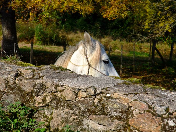 DSCF2809-2.jpg ht=544