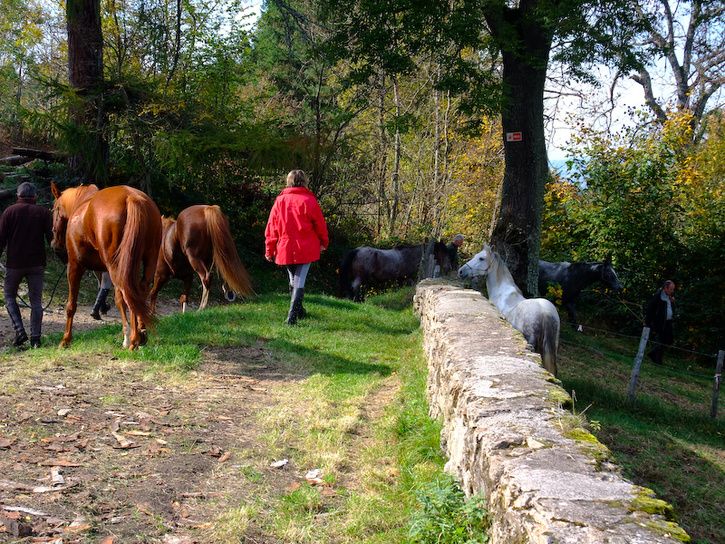 DSCF2811-2.jpg ht=544