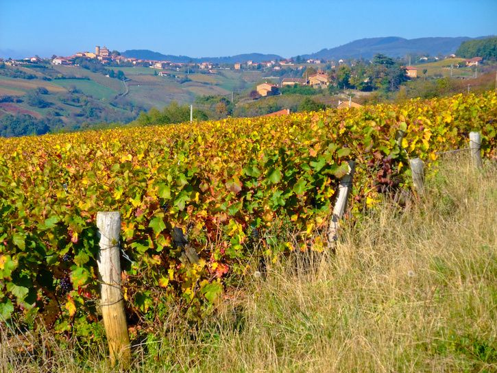 DSCF2896-1.jpg ht=544