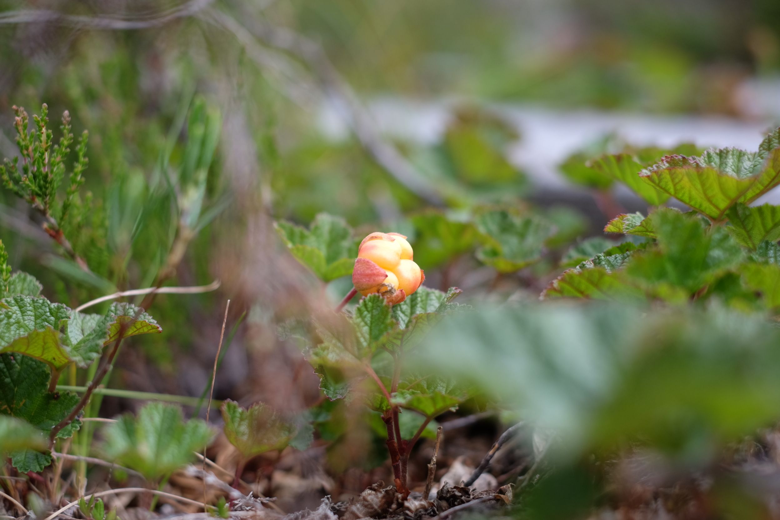 DSCF5181.JPG