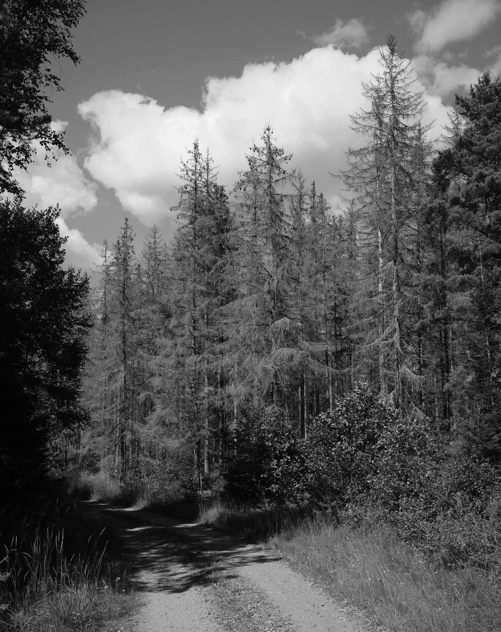 DSCF5643_fb.jpg