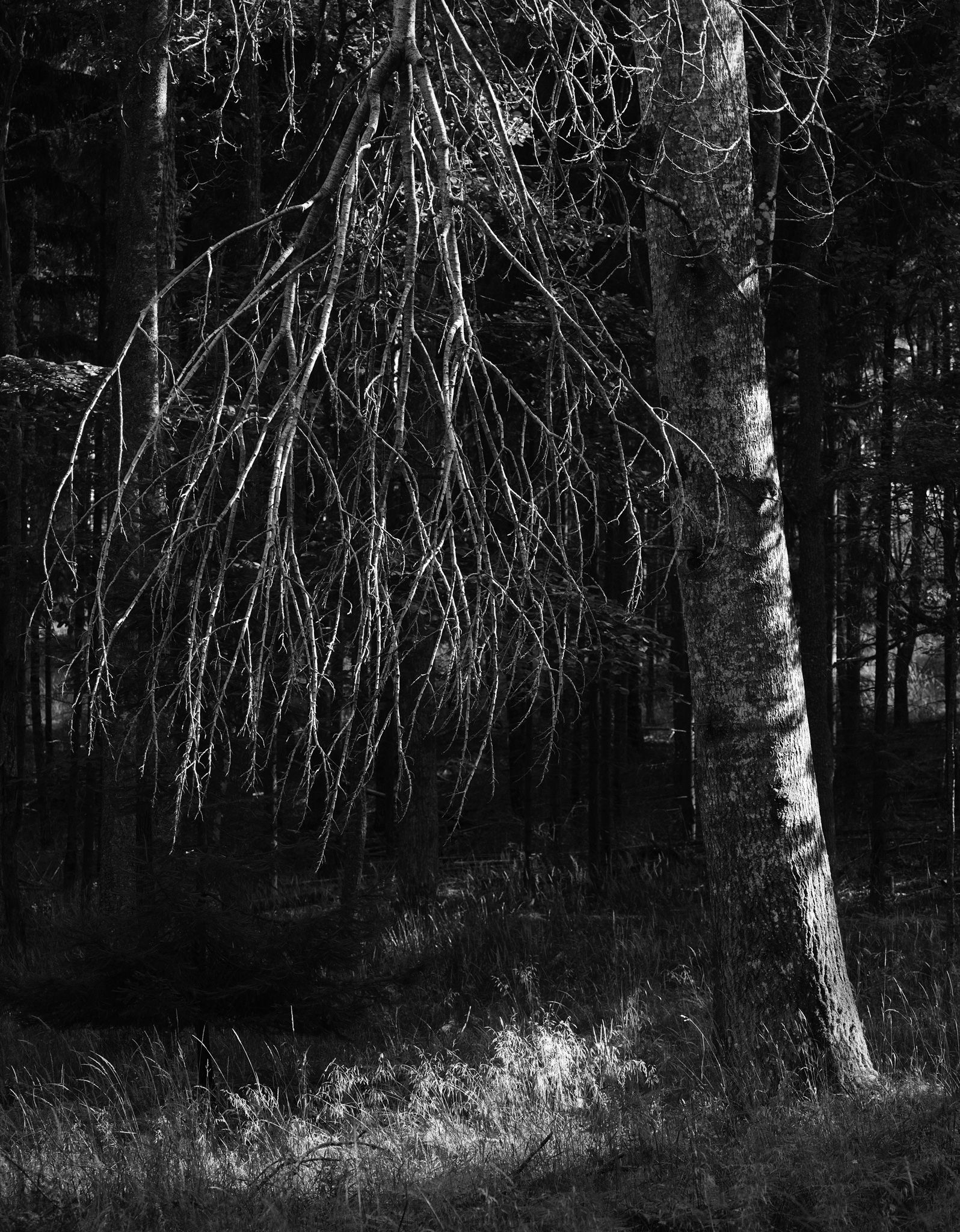 DSCF5672_fb.jpg