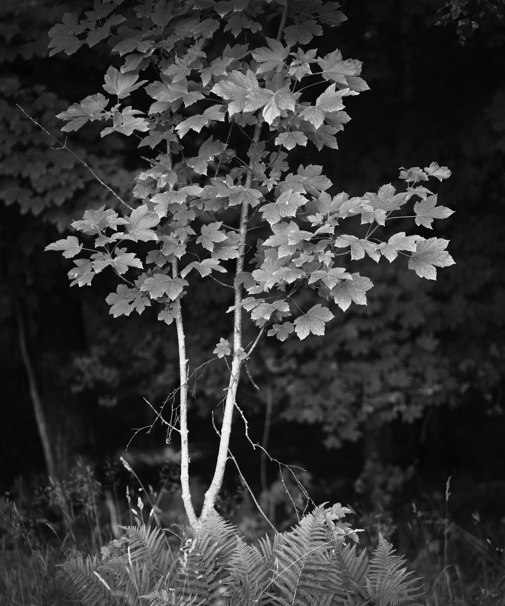 DSCF5681_fb.jpg
