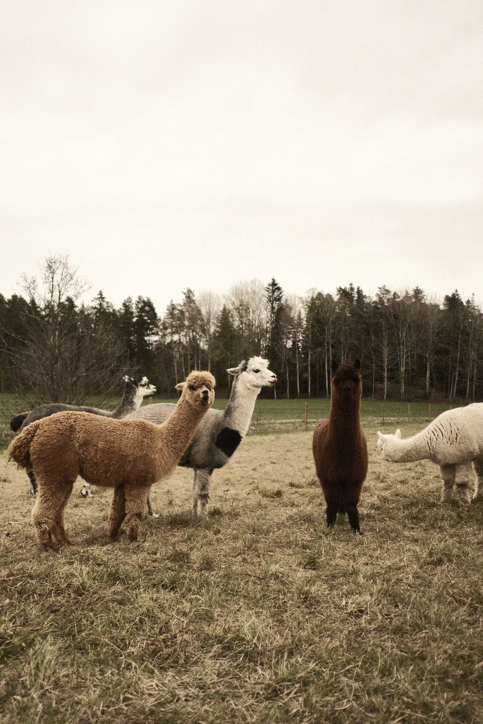 DSCF7895.webp