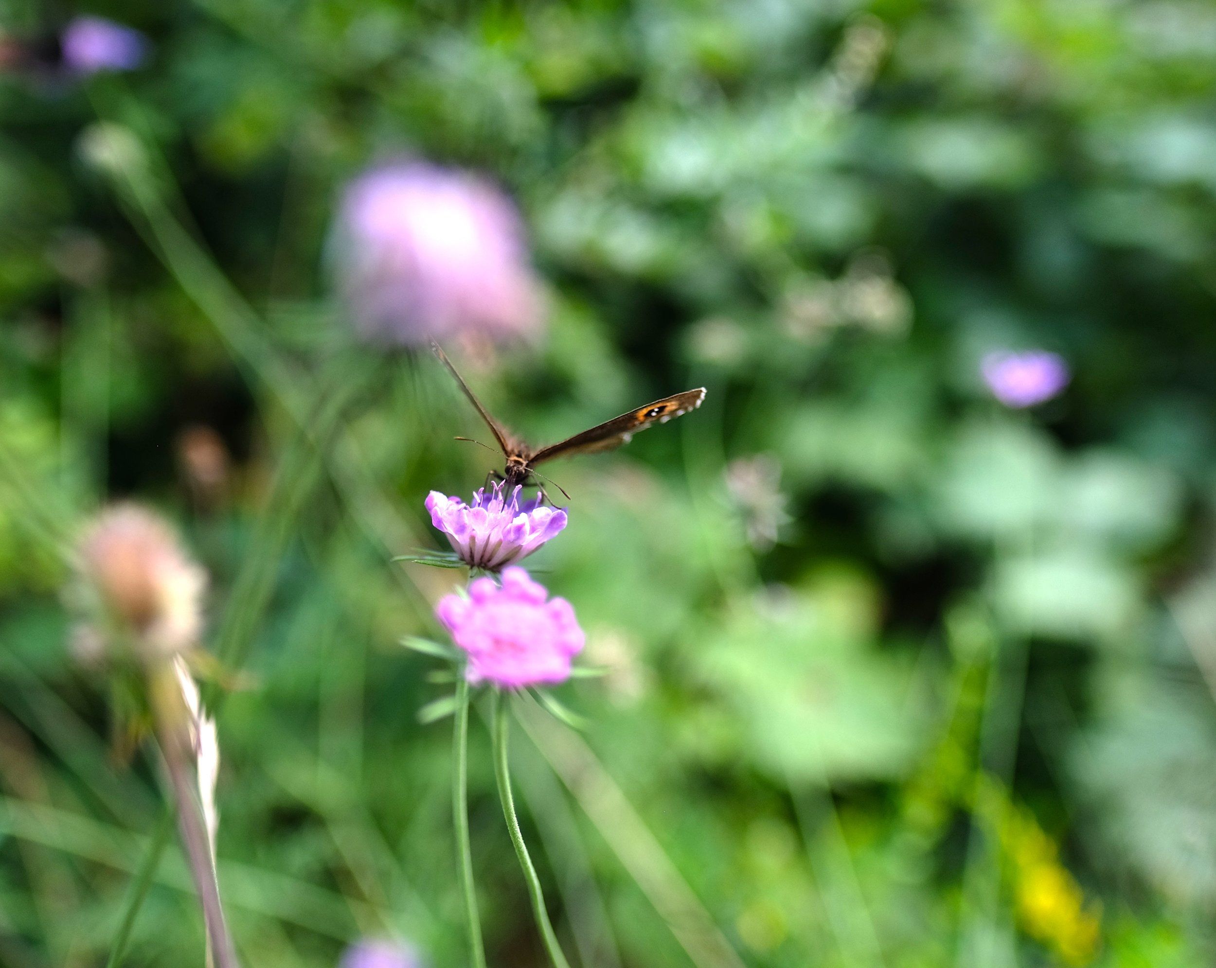 DSCF9579.JPG