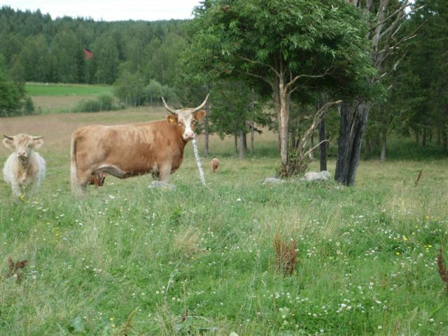 DSCN0584.JPG ht=480