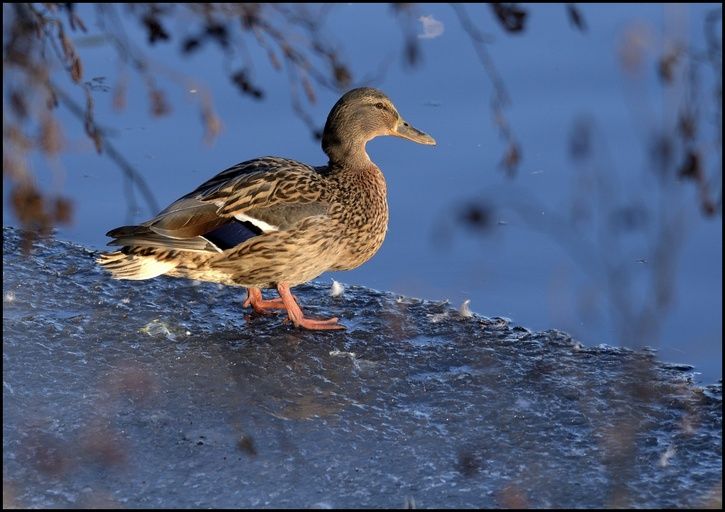 duck.jpg ht=512