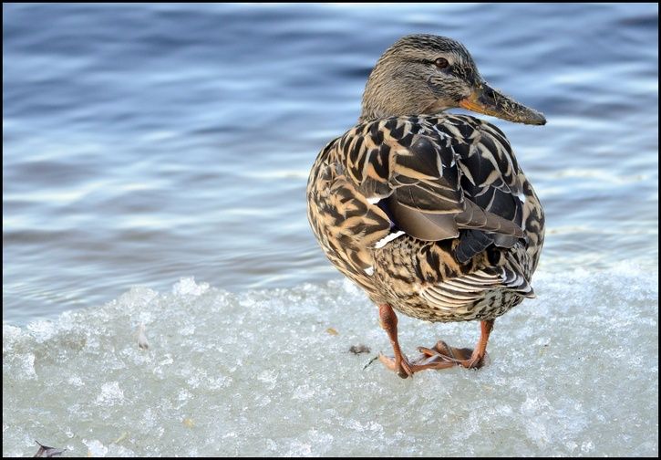 duck01.jpg ht=504