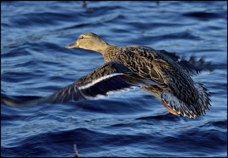duck04.jpg ht=503