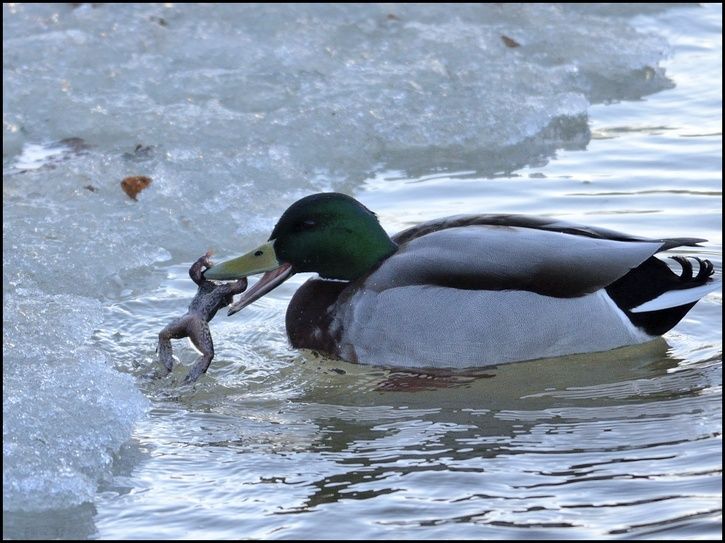 duck08.jpg ht=543