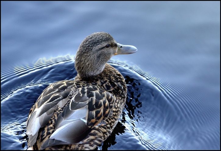 duck2.jpg ht=496