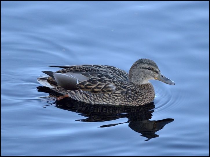 duck3.jpg ht=545