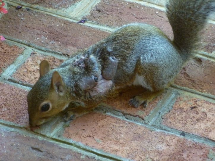 Eastern_Gray_Squirrel_suffering_from_warbles.jpg ht=544