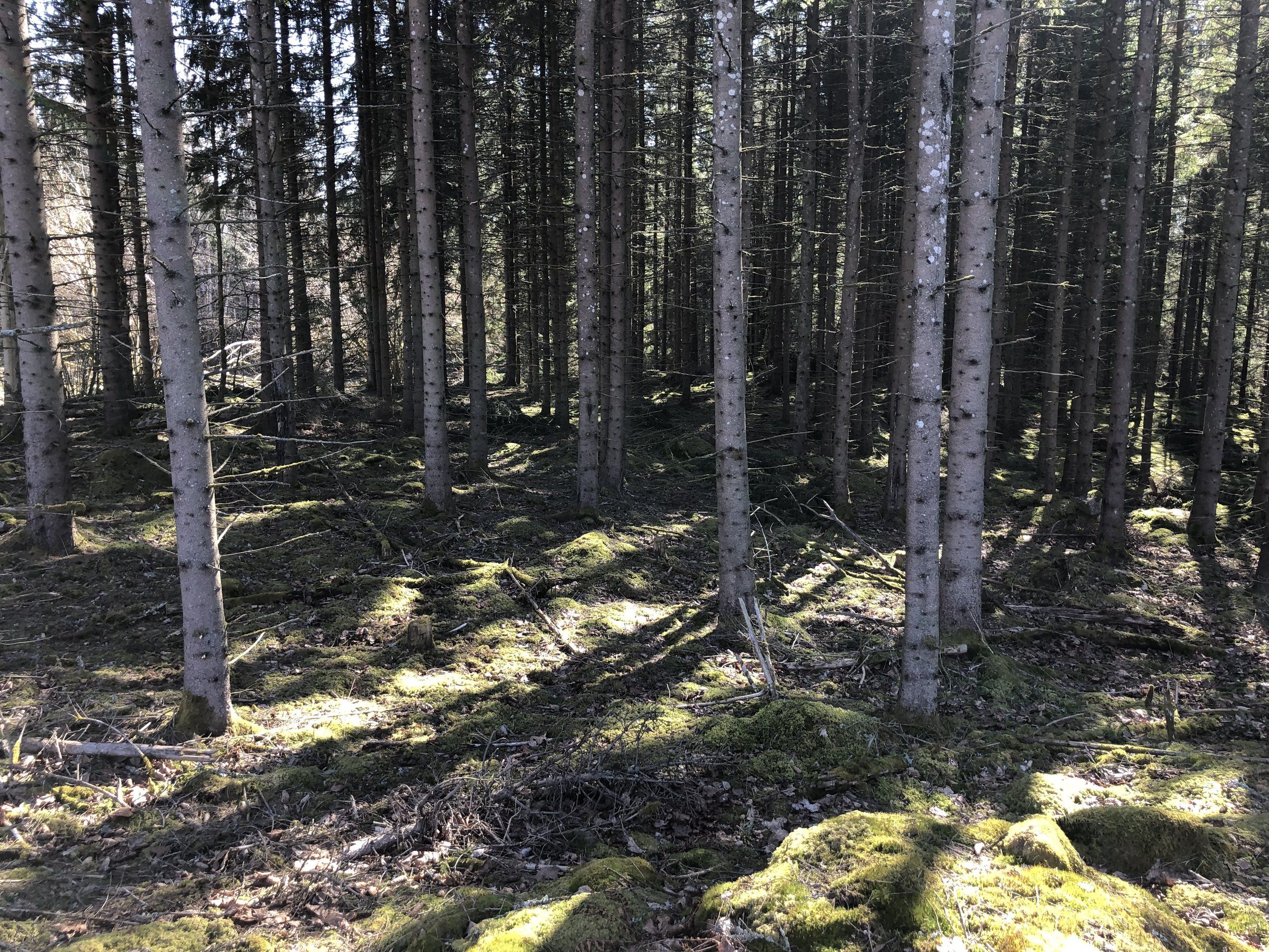 EE84D10D-F285-4D05-B59D-0749C0C63660.jpeg