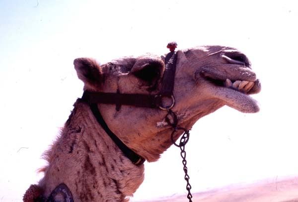 egy_2005_04.jpg ht=406