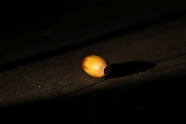 ekollon.jpg ht=405