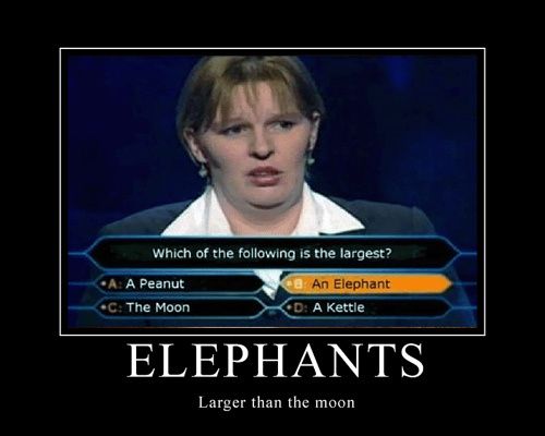 elephantslarge.jpg