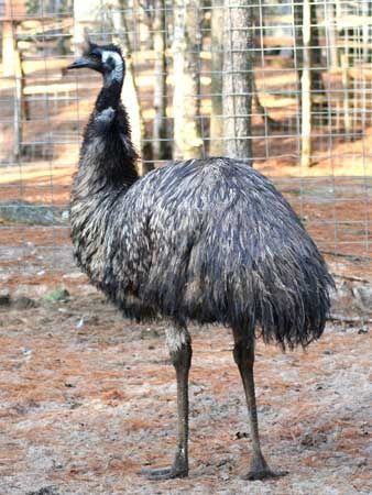 Emu2.jpg ht=450