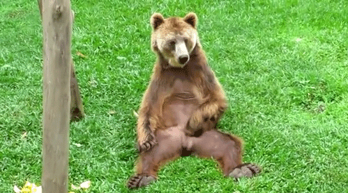 En_snel_bjrn_roar_sig_i_ORSA.gif