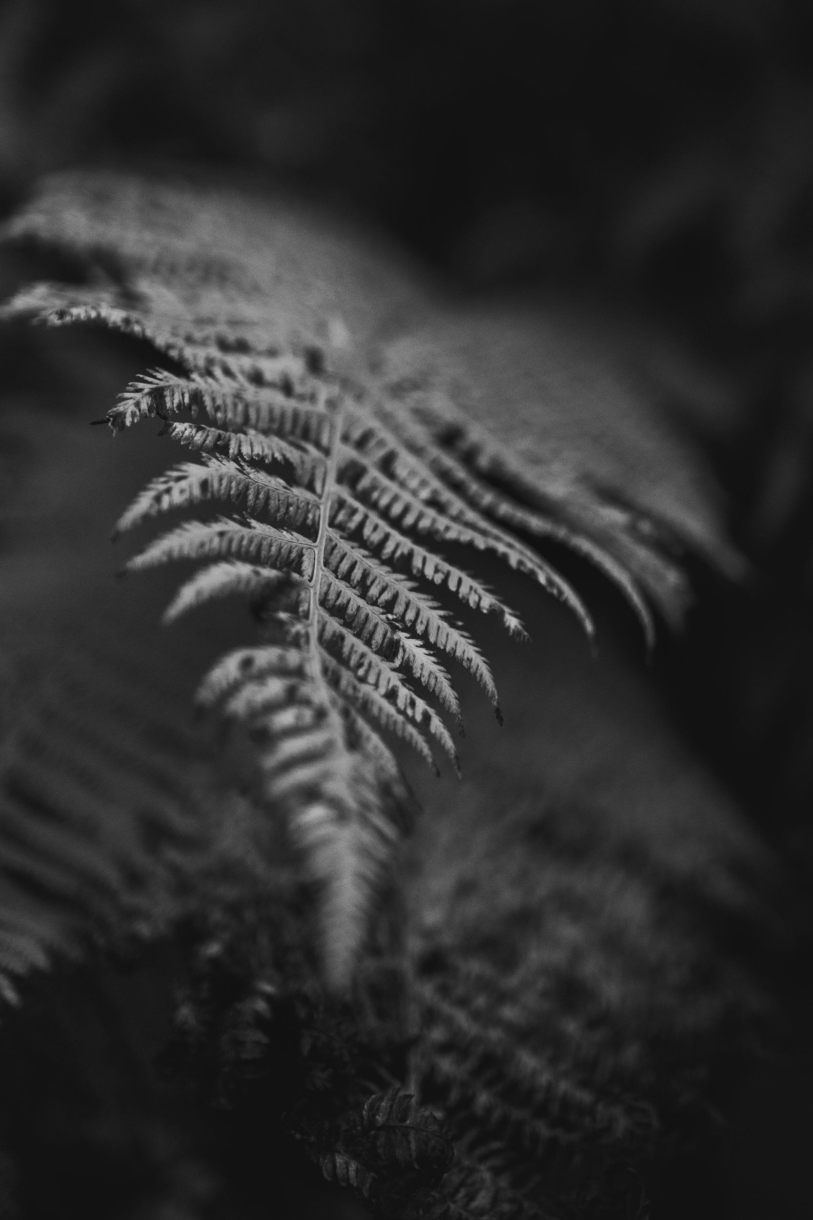 EOSR2521 (1).jpg