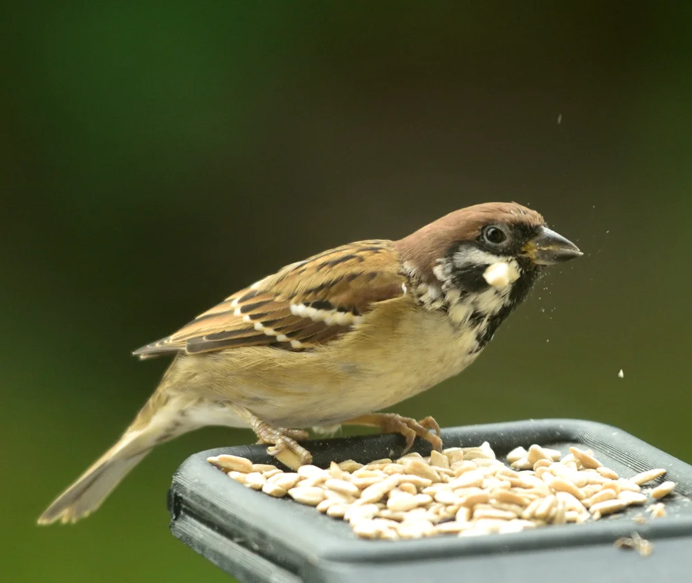 Fågel_Balkong_20260905_228_copyr_OlofA.webp